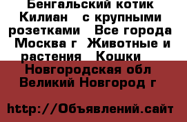 Бенгальский котик Килиан , с крупными розетками - Все города, Москва г. Животные и растения » Кошки   . Новгородская обл.,Великий Новгород г.